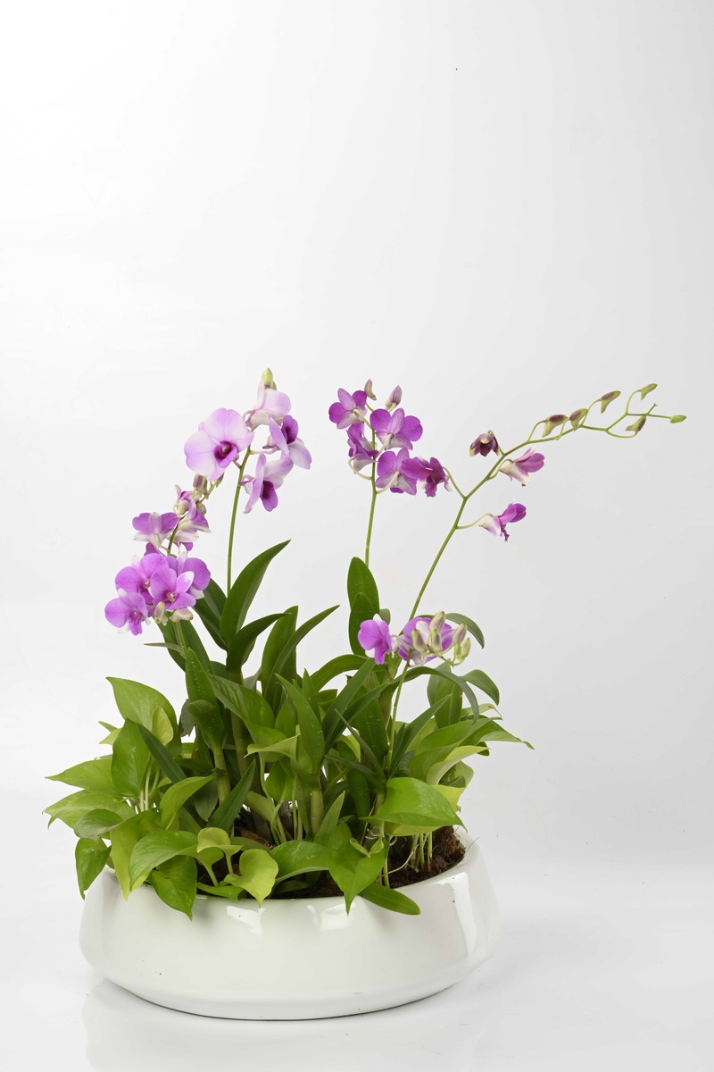 Large Green Plant 28