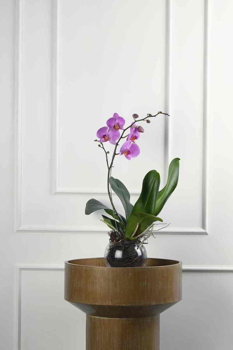 Large Green Plant 29