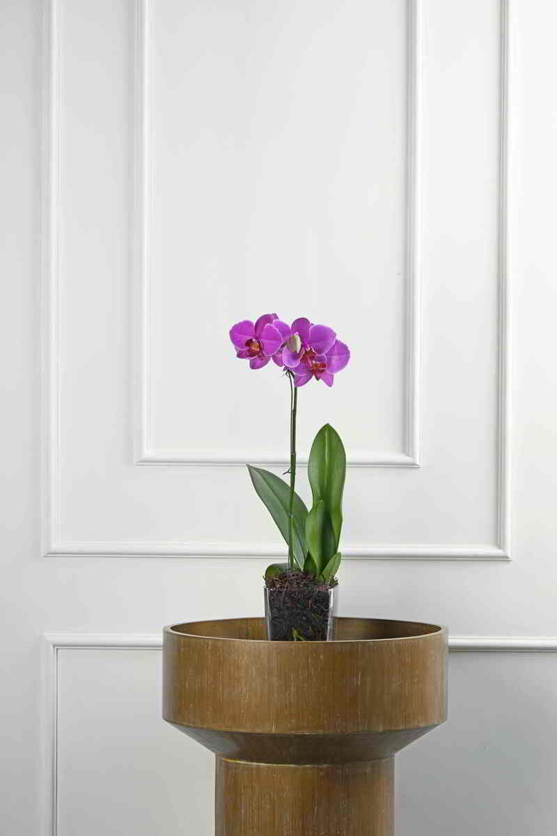 Large Green Plant 29