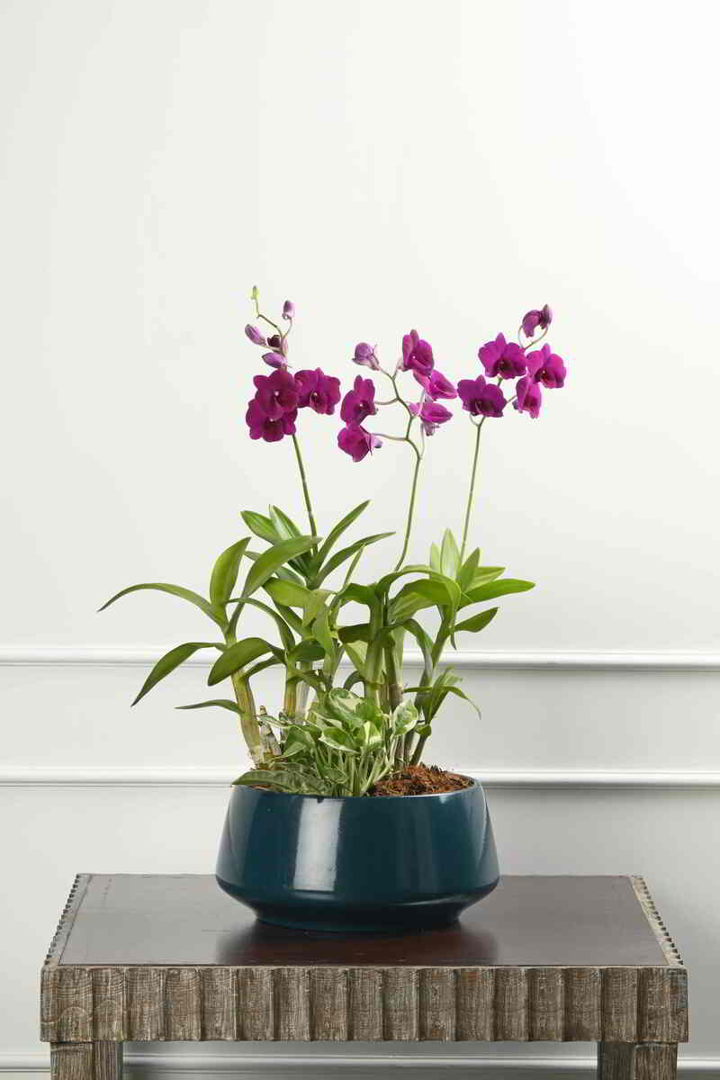 Large Green Plant 28