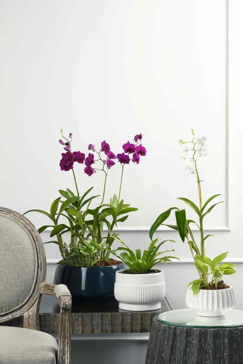 Large Green Plant 28