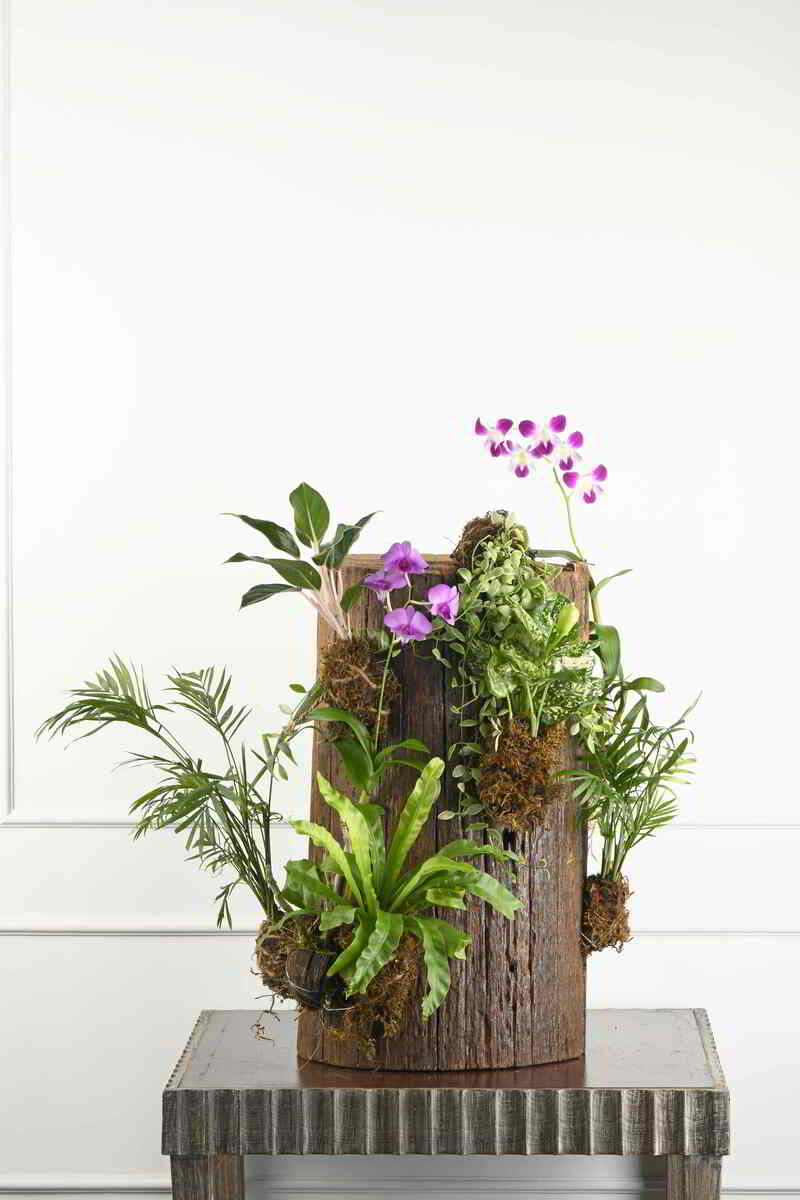 Large Green Plant 28