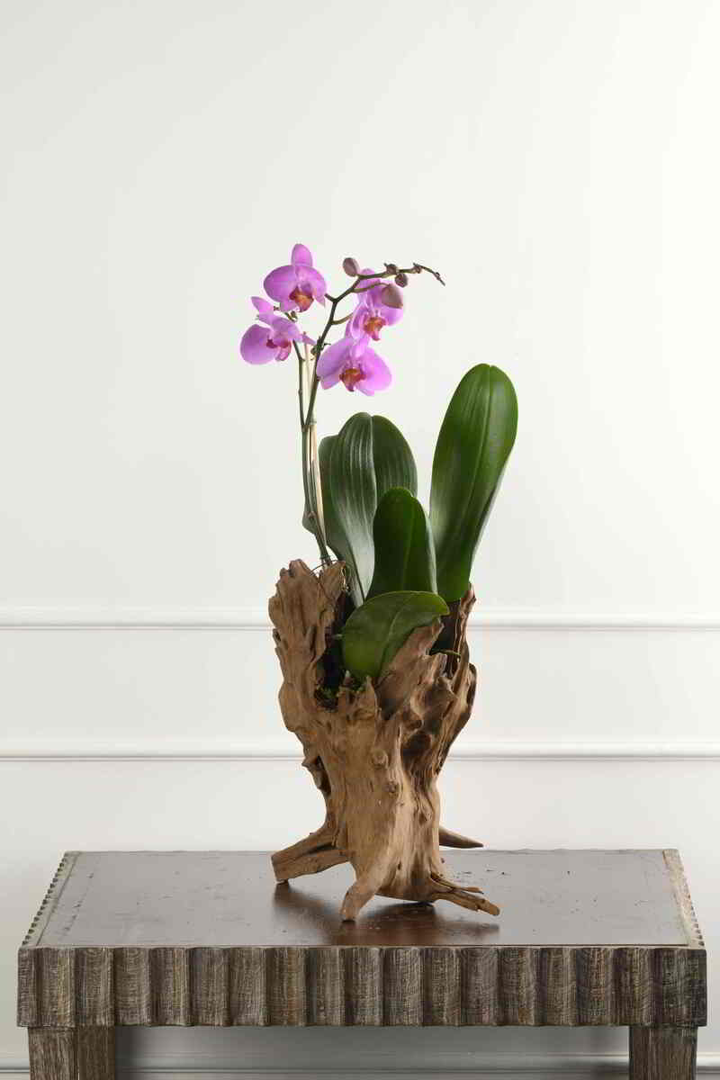 Large Green Plant 29