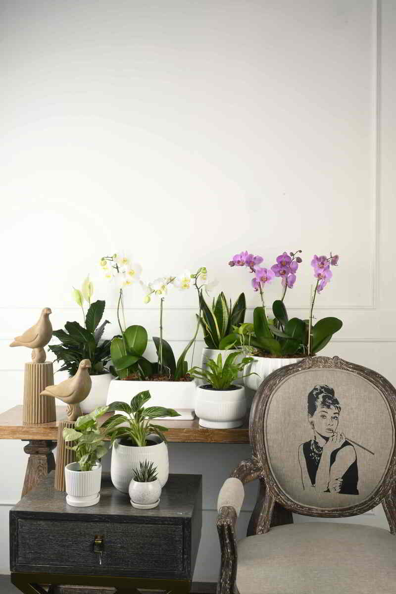 Large Green Plant 29