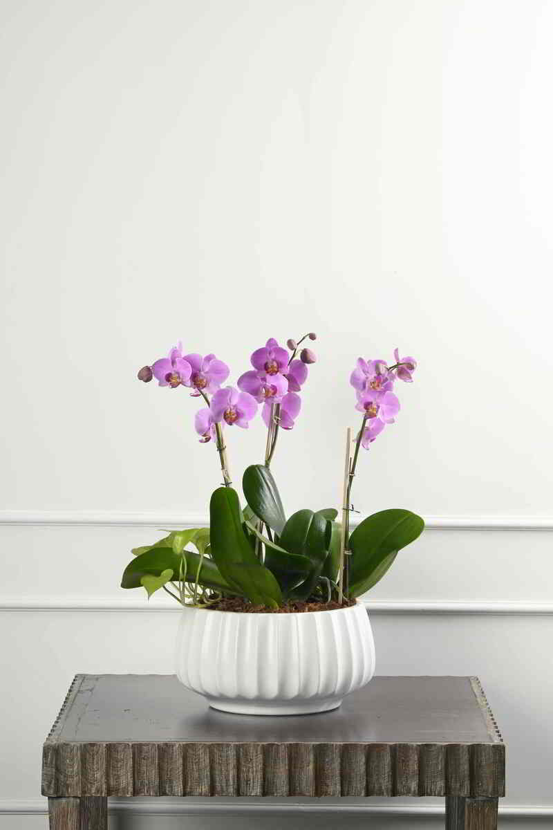 Large Green Plant 29