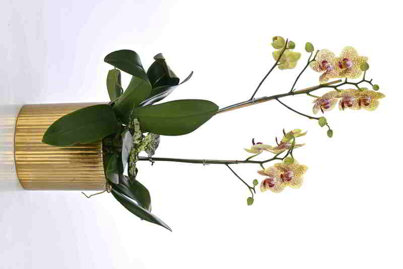 Large Green Plant 29