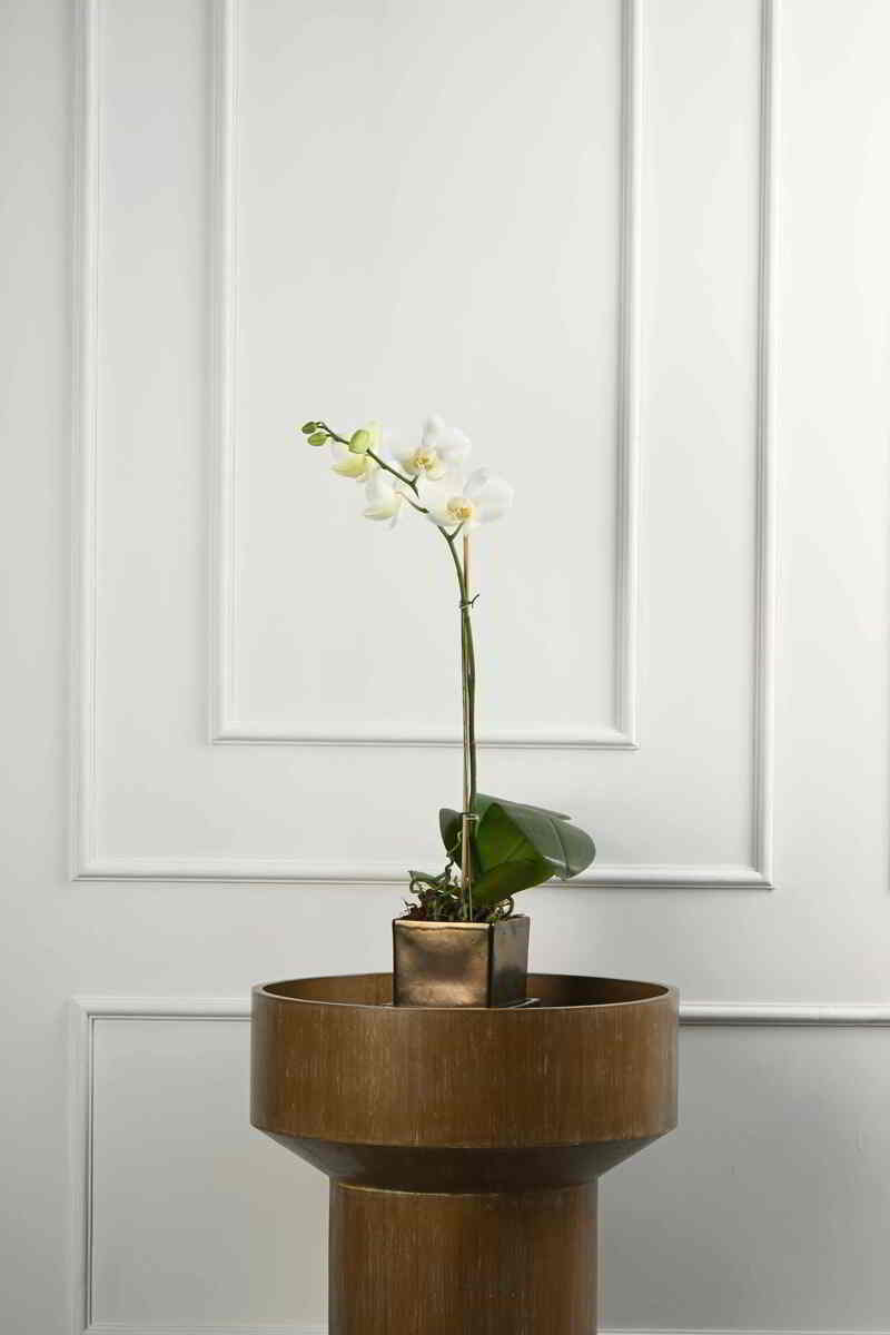 Large Green Plant 29