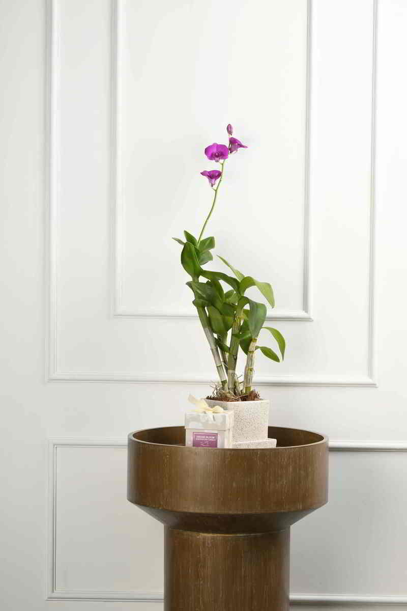 Large Green Plant 28