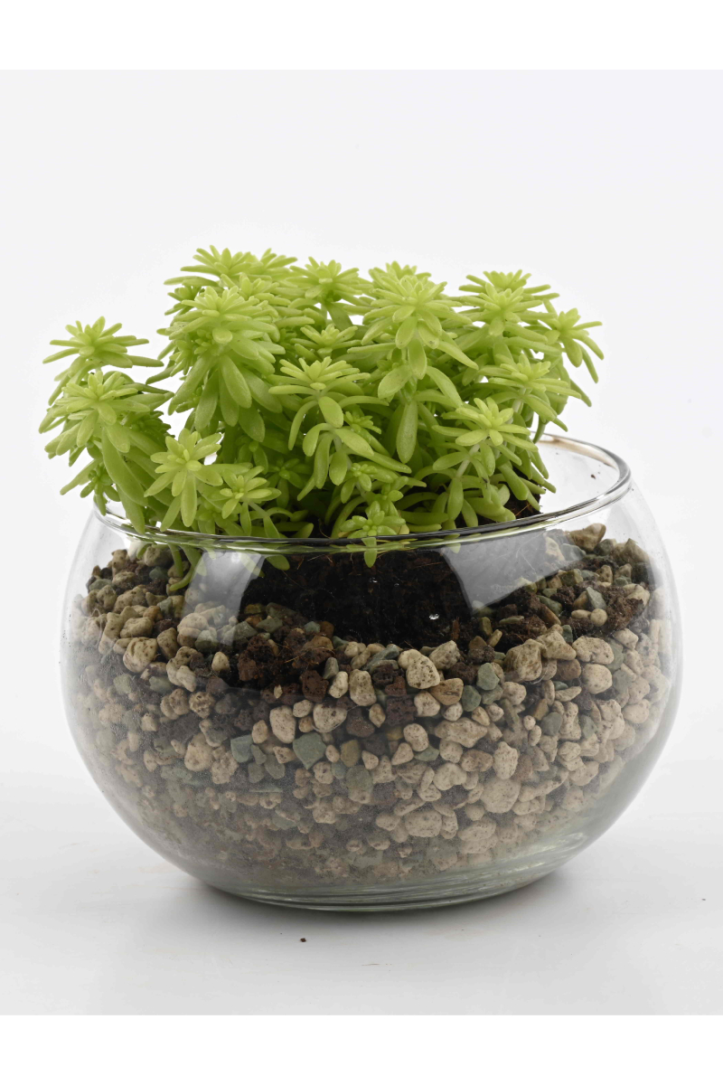 Large Green Plant 29