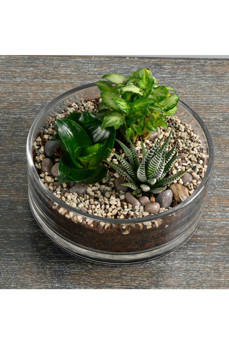 Large Green Plant 29