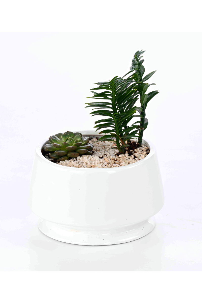 Large Green Plant 28
