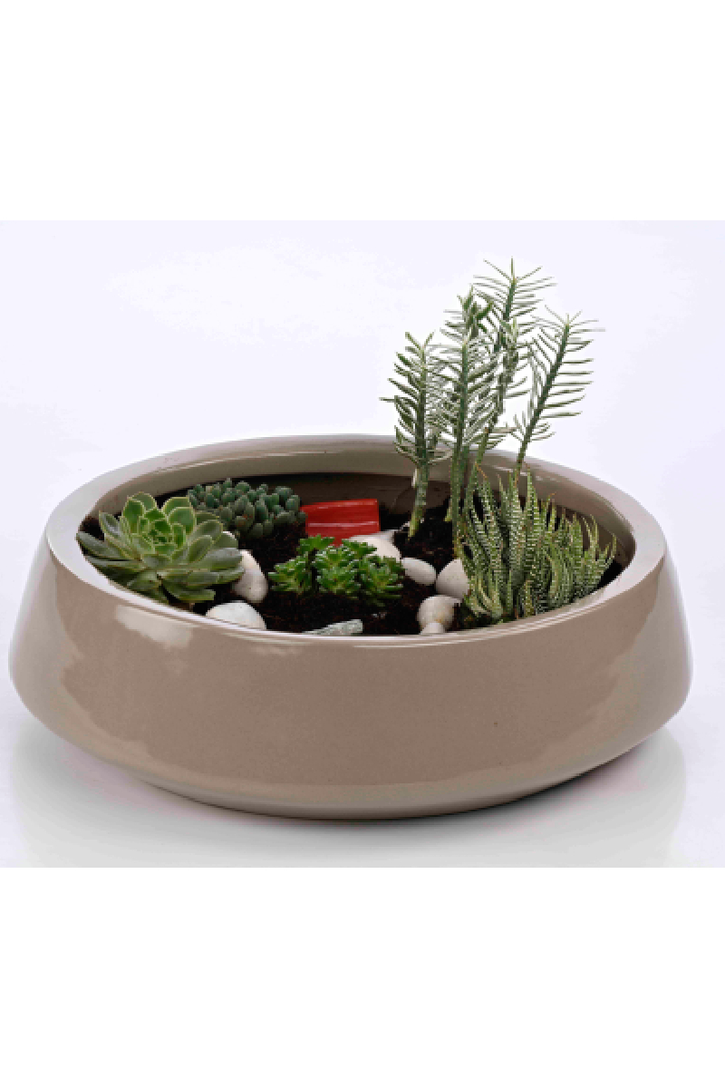 Large Green Plant 29