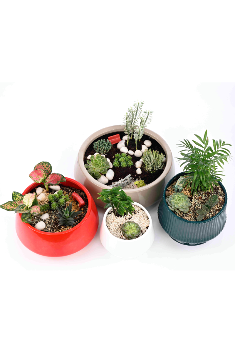 Large Green Plant 29