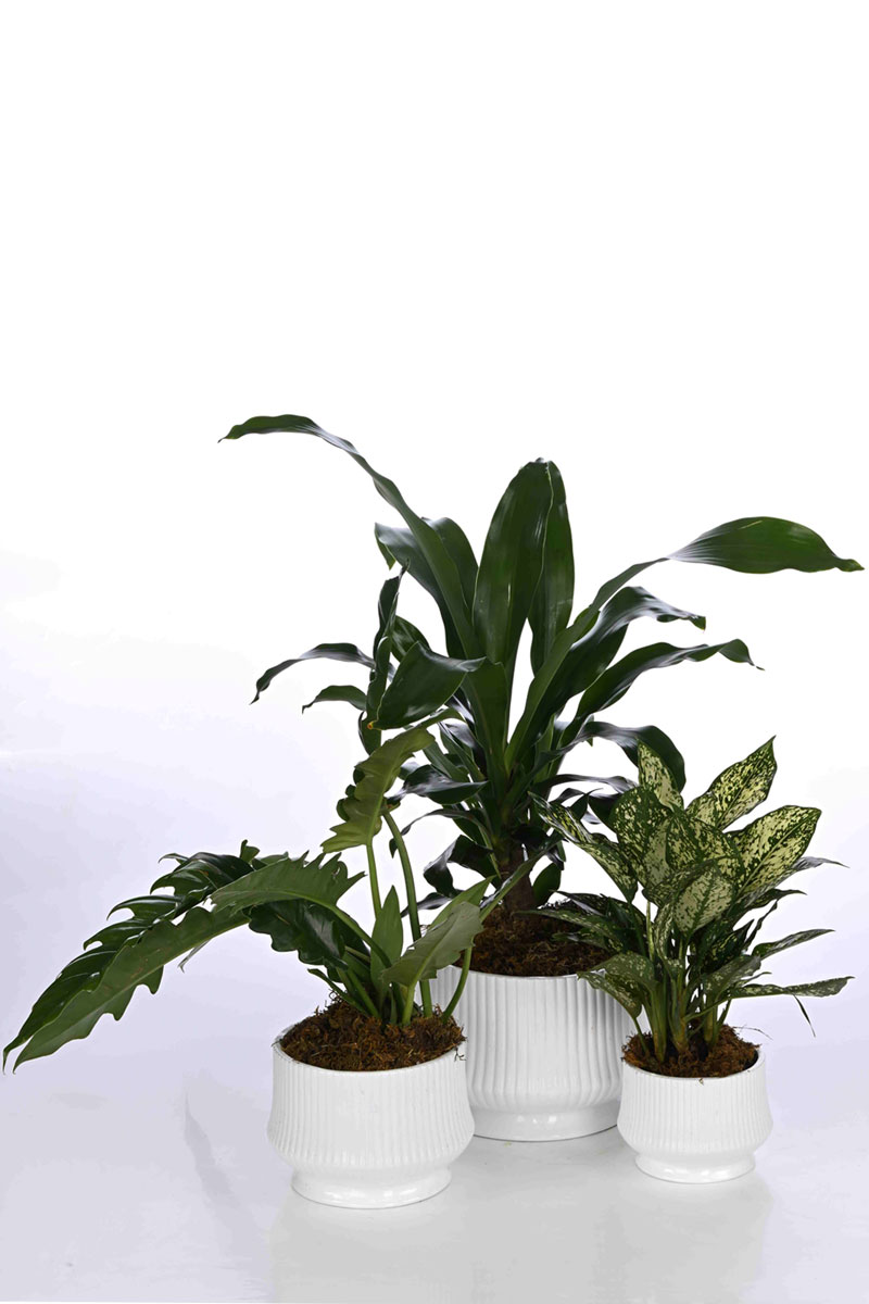 Large Green Plant 29