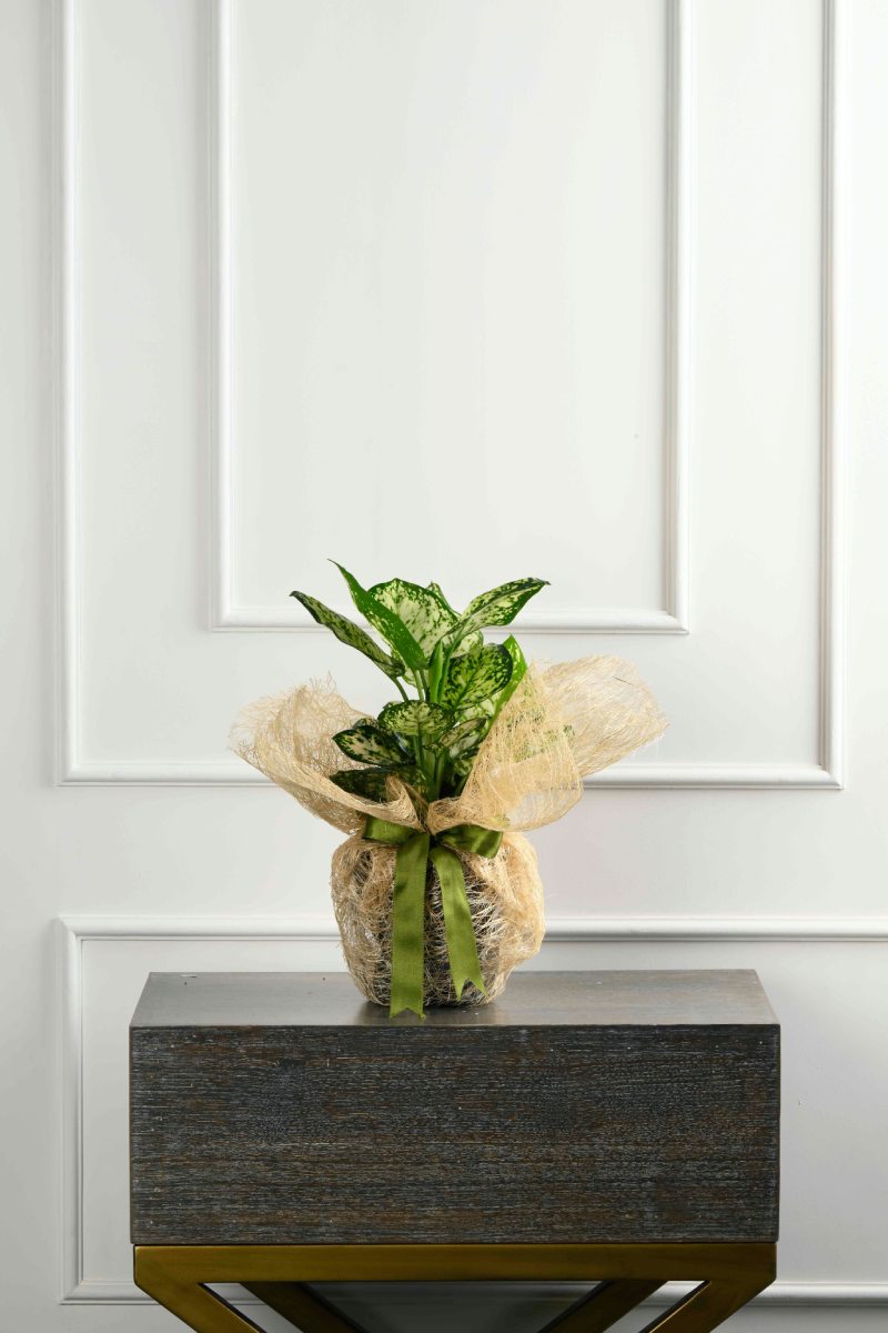 Large Green Plant 29