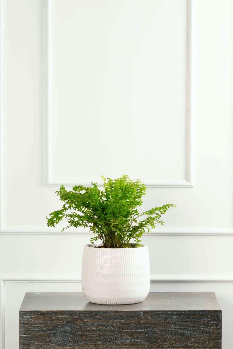 Large Green Plant 28