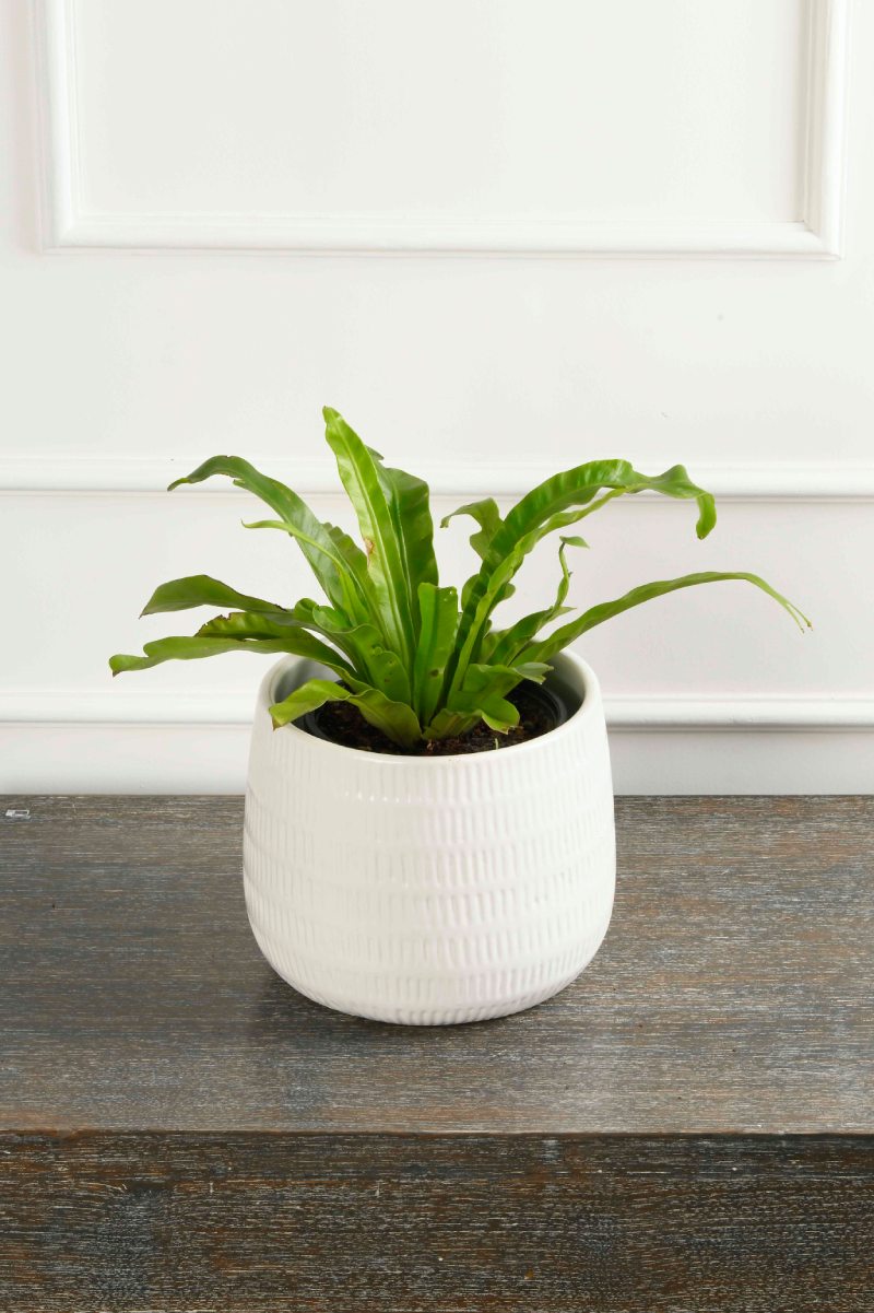 Large Green Plant 29