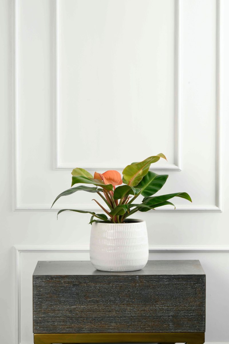 Large Green Plant 29