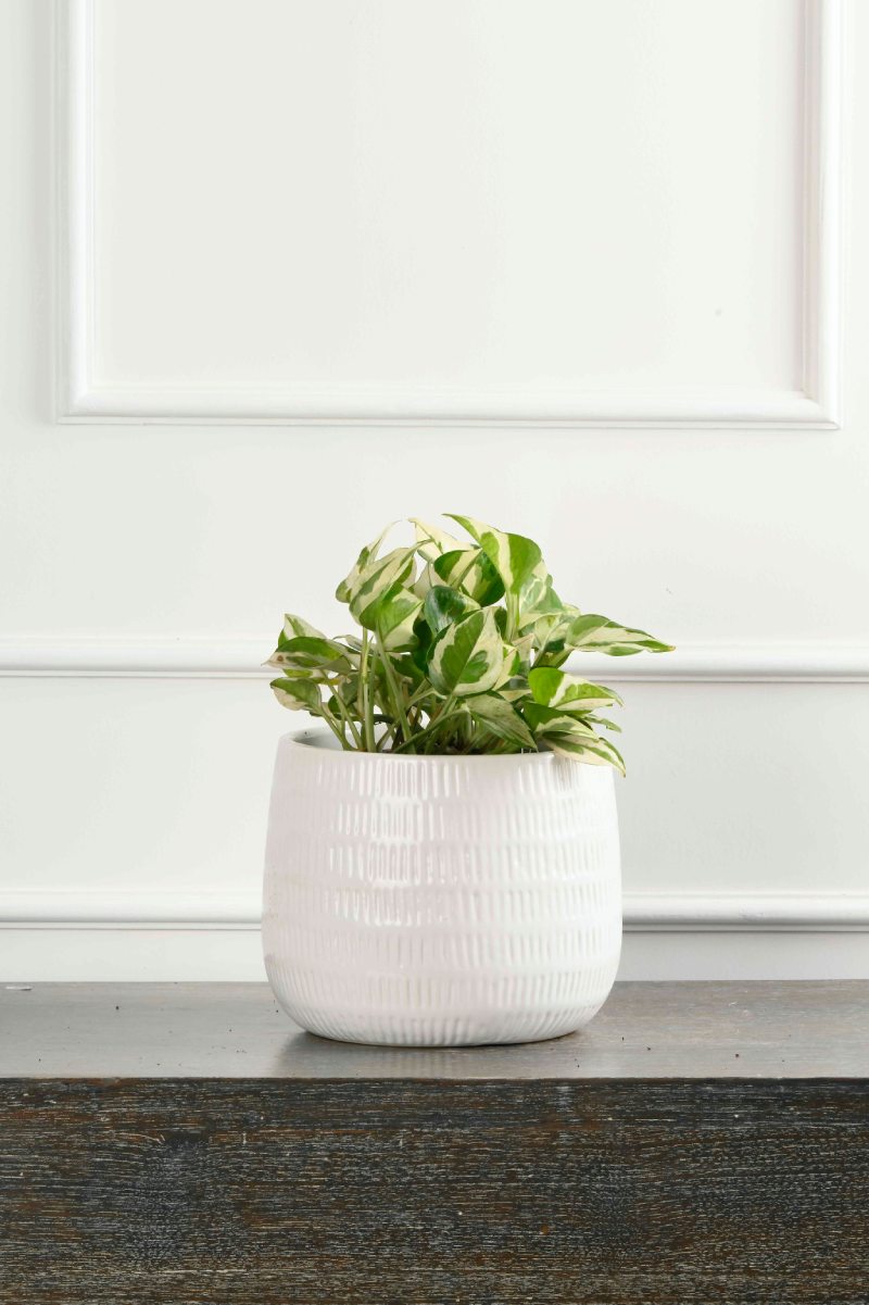 Large Green Plant 28