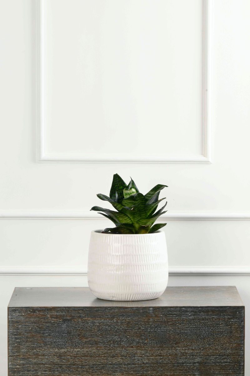 Large Green Plant 29