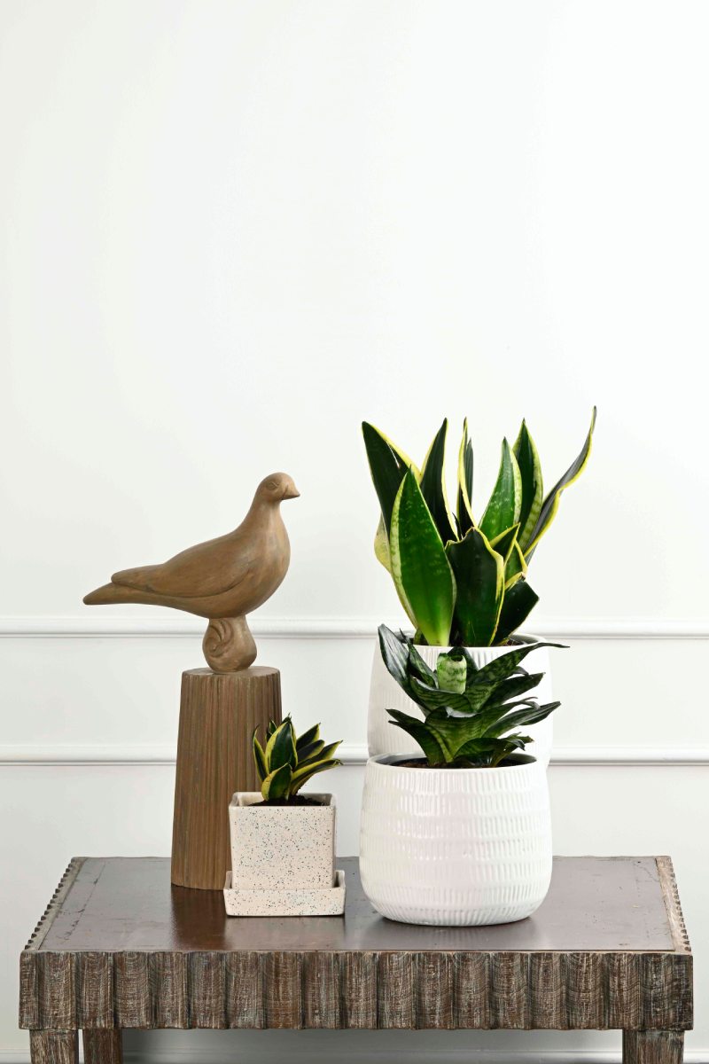 Large Green Plant 29