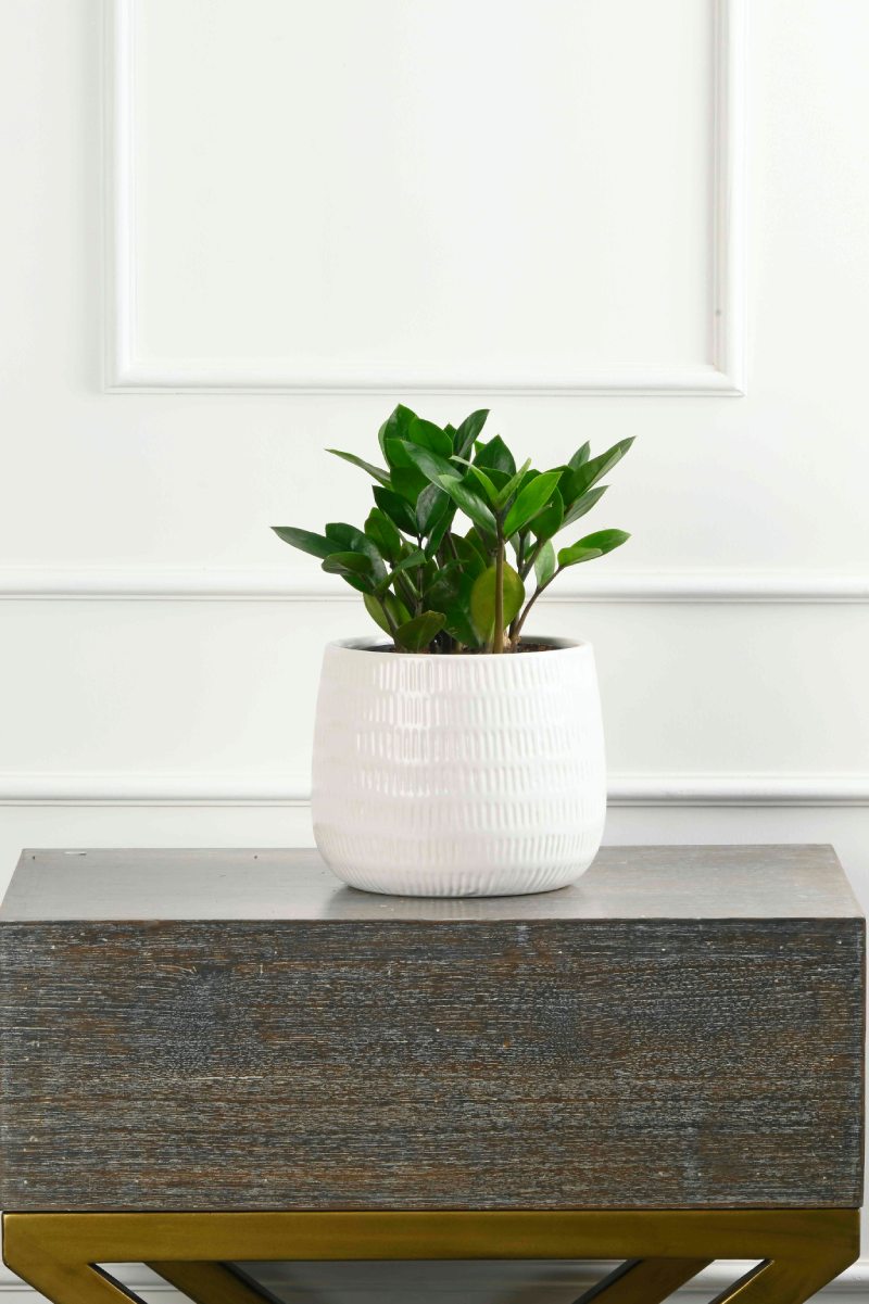 Large Green Plant 28